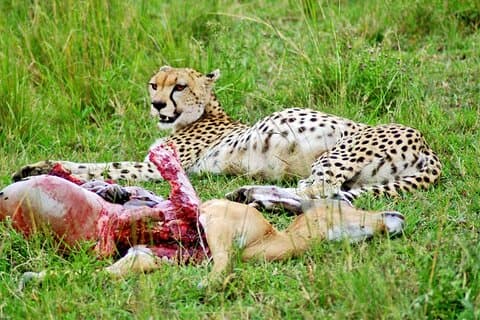 2 dage 1 nat Amboseli National Park Safari fra Nairobi