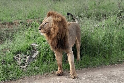 Masai Mara National Reserve Day trip From Nairobi.