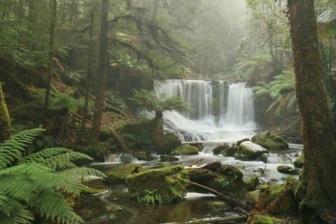 Hobart Shore Excursion: Mt. Field, Russell Falls & Wildlife