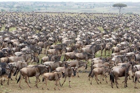 10 Dias de Luxo Wildebeest Migração Safari