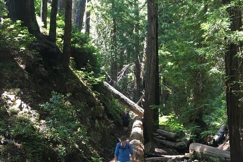 4 horas Big Sur aventura de senderismo a la belleza costera de clase mundial!