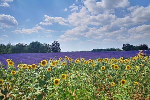 Campi di lavanda privati della Provenza per l'intera giornata