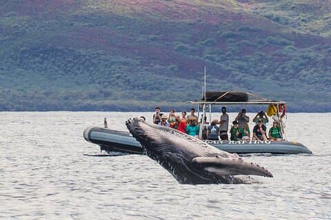 Maui Eco-Raft Tour : Osservazione di balene o delfini a livello visivo - Lahaina