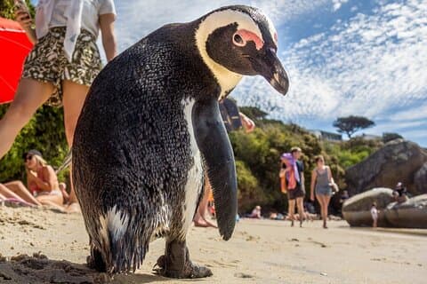 Nadar com pinguins em Boulders Beach Penguin Colony