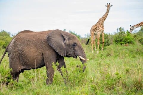 ケニアのマサイマラ国立保護区での4日間のガイド付きツアー