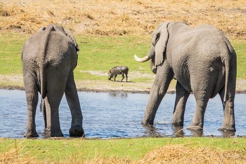 Ganztägige ultimative Pilanesberg Safari mit Mittagessen