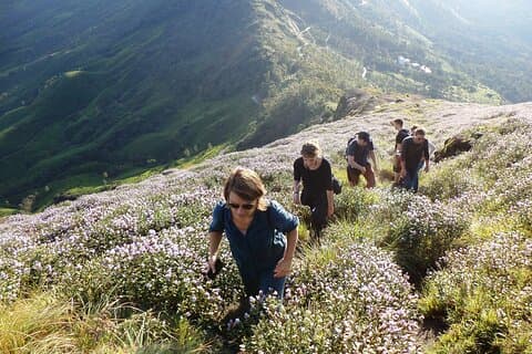 Halbtägiges Trekking in kleiner Gruppe in Munnar mit Frühstück