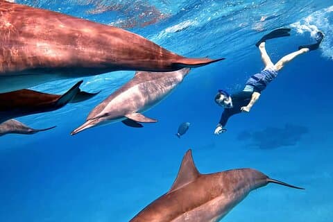 Heldagssnorkling i Hurghada Dolphin House