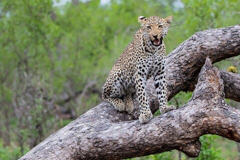 BIG5 Kruger Safari com tudo incluído a partir de Cidade do Cabo