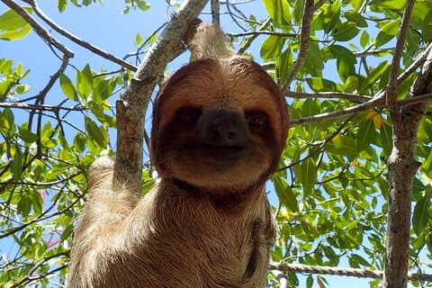 Roatan Iguana Park et Monkey / Sloth park Sanctuary and Beach Stop