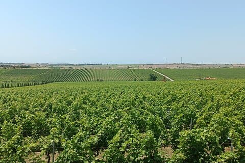 Ktima Gerovassiliou Wine Tour & Museo – Salonicco”