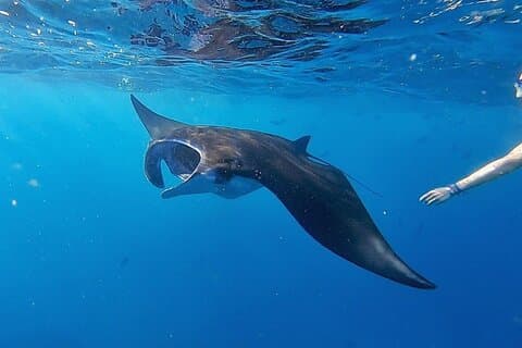 Tagestour und Schnorcheln mit Mantas nach Lembongan von Bali