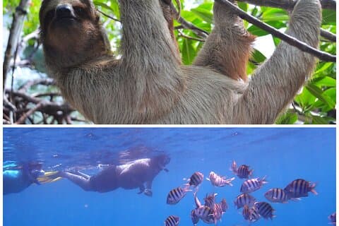 Roatan Drift Snorkel e Monkey/Sloth Sanctuary Tour