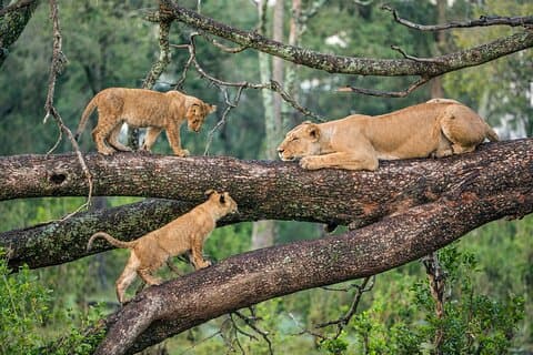 3 Days Group Joining Serengeti and Ngorongoro Safari