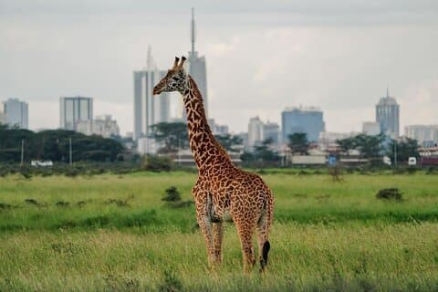 Descubra el Parque Nacional de Nairobi, el único safari urbano de África