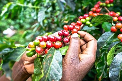 Privétour van een halve dag in Fairview Coffee Farm vanuit Nairobi