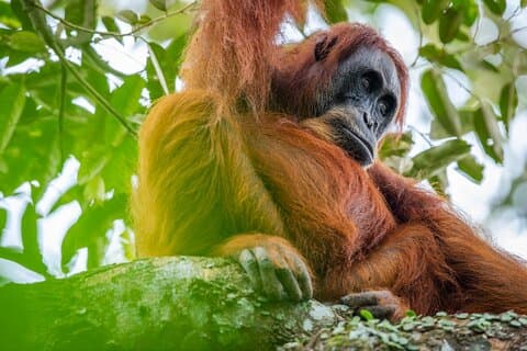 3-dagars etisk orangutangdjungelvandring | Bukit Lawang, Sumatra