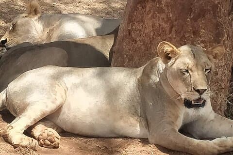 2-Day Tsavo East National Park Sentrim Camp.