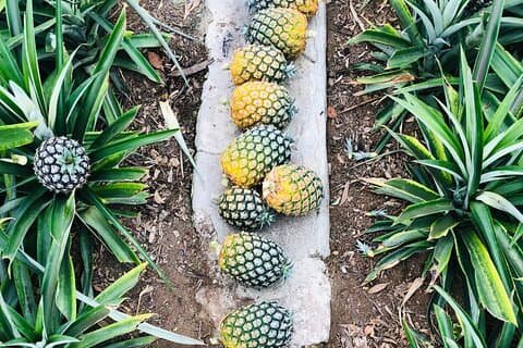 Private Pineapple Wine tasting and tour