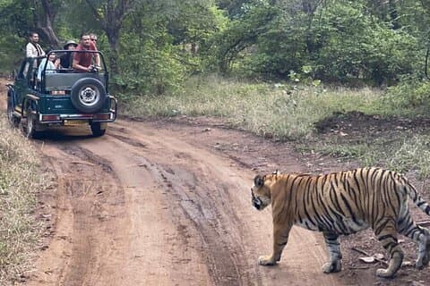 2 Tage, 1 Nacht, private Führung von Jaipur nach Ranthambore