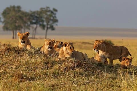 7 Days Wildlife & Lake Eyasi Safari Experience