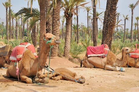 Experiencia de paseo en camello al atardecer en Marrakech Palmeraie