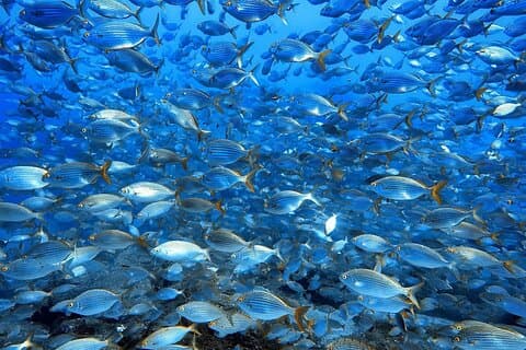 Snorkeltur i det beskyttede område Ponta de São Lourenço