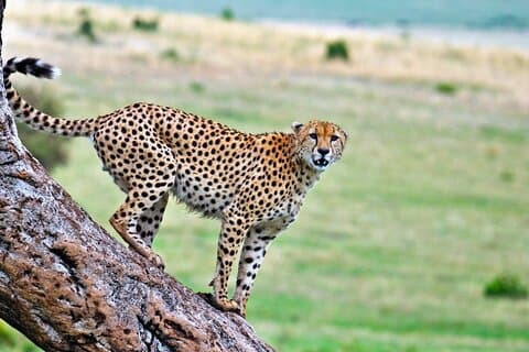 5 Days Tarangire, Serengeti & Ngorongoro Crater