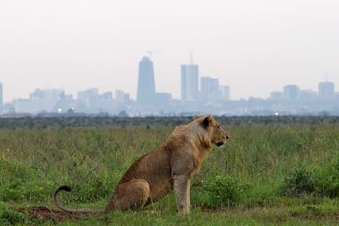 Dagtour naar Nairobi Park en Giraffe Center