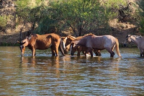 Rent a Paddle Board And Float the Lower Salt River
