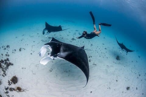 Nusa Penida West Tour + (3 Spots Snorkeling) Manta Rays