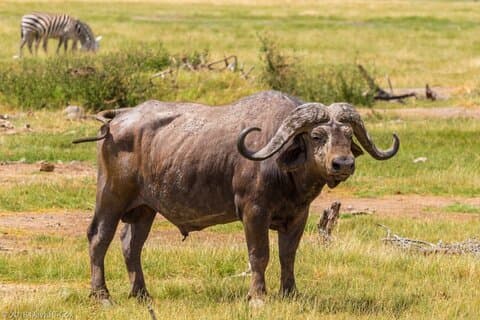 Privat 2-dages tur Amboseli National Park Safari