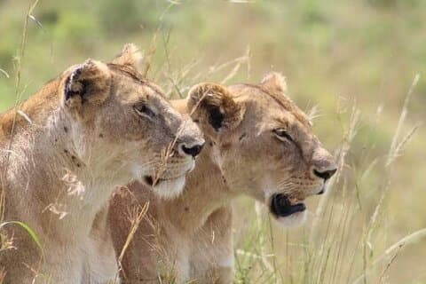 2 dagers Salt Lick Safari Tour