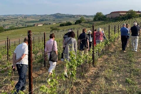 Private Vineyards Tour & Wine Tasting in Collio and Udine
