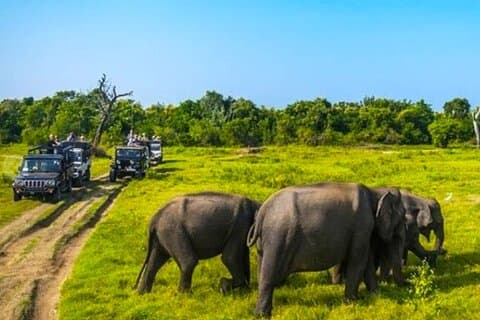 Tour todo incluido por la ciudad de Polonnaruwa y safari salvaje desde Kandy