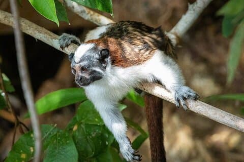 Tour privado de primates de medio día en Gamboa