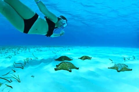 Privat tur i Cozumel El Cielo Sandbar og Reef Snorkling