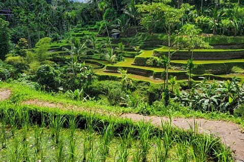 Ubud Autonoleggio Con Conducente : Personalizza il Tuo Viaggio in Ubud Area