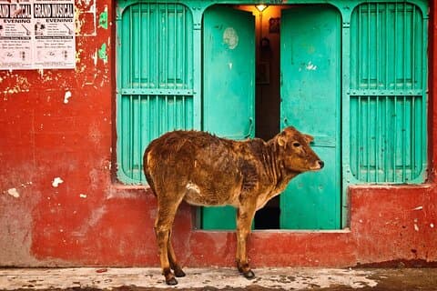 Privat beste tur i gamle og New Delhi