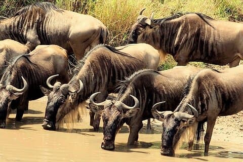 3 dager Masai Mara Camping Safari