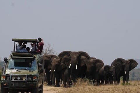 Private Full-Day Tour Akagera Game Drive