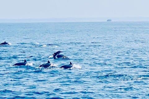 Dolphin Watching in Kalpitiya