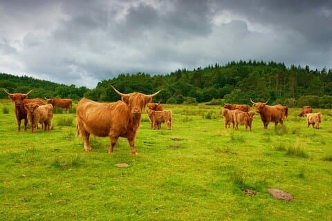 Highlights of Scotland Custom Private Tour from St Andrews