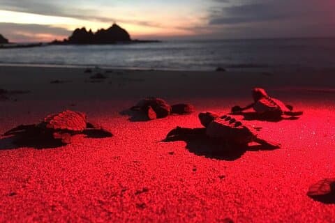 Baby Turtle Release, Night Walk, från Dreams Las Mareas, El Jobo