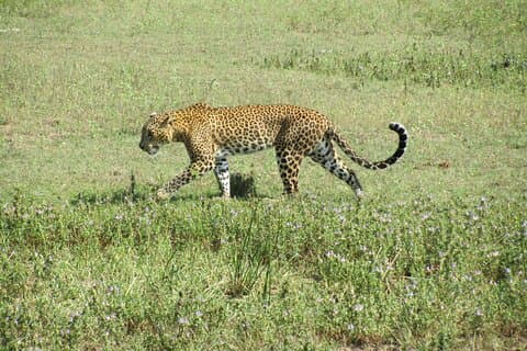 3-Day Private Guided Safari Tour in Yala National Park Sri Lanka