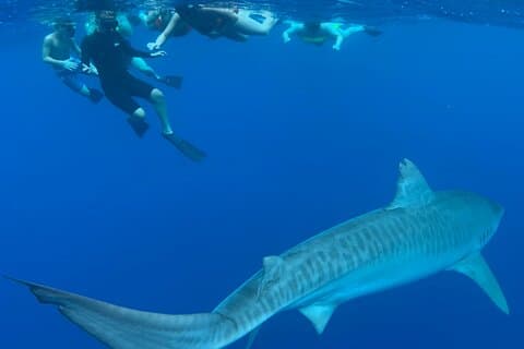 Oahu : nuoto senza gabbia degli squali sulla costa nord