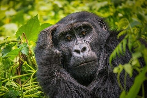 7 Tage private Safari-Tour in Uganda