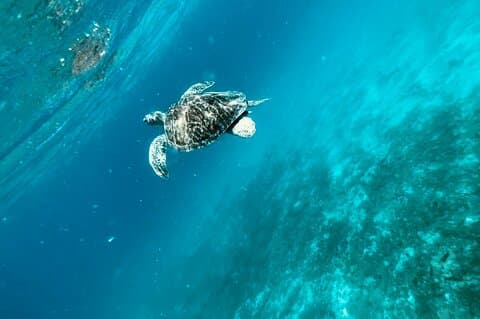 Tortola Private Tour and Snorkeling in the most beautiful beaches