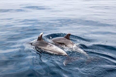 Delfinbåttur i Benalmadena
