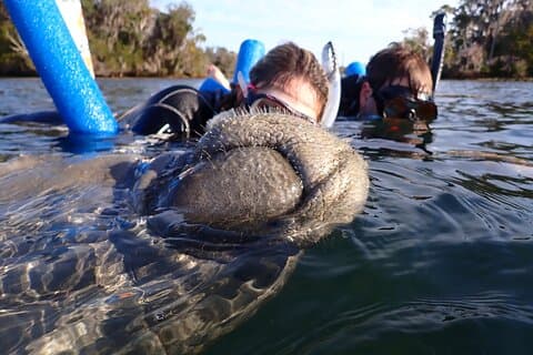 Snorkle med Manatee Tour w / In-water Guide